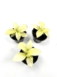  Philodendron Lemon Lime / Malay Gold - S
