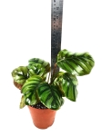 Calathea fasciata - roślina z oferty