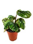 Calathea fasciata - roślina z oferty