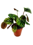 Calathea fasciata - roślina z oferty