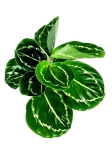 Goeppertia (Calathea) roseopicta green - S
