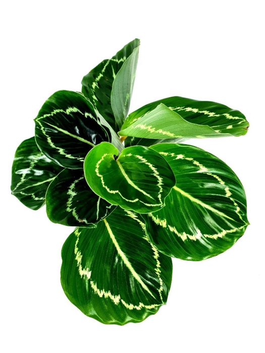 Goeppertia (Calathea) roseopicta green - S