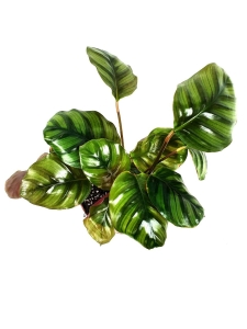 Calathea fasciata, II kat