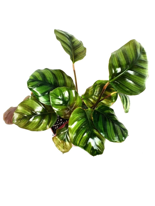 Calathea fasciata
