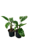 Calathea Freddie - przykładowe sadzonki