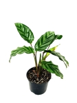 Calathea Freddie - przykładowe sadzonki