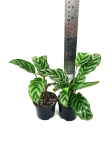 Calathea Freddie - przykładowe sadzonki