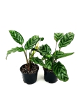 Calathea Freddie - przykładowe sadzonki