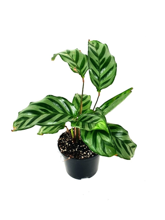 Calathea Freddie