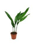 Aspidistra elatior- L
