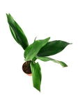 Aspidistra elatior- L