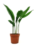 Aspidistra elatior- L
