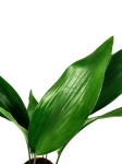 Aspidistra elatior- L