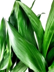 Aspidistra elatior- L
