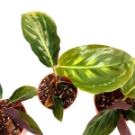 Calathea Flamestar - S