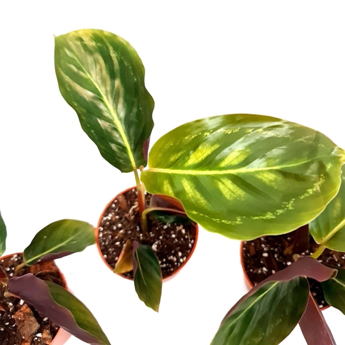 Calathea Flamestar - S