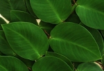 Rhaphidophora korthalsii