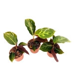 Calathea Flamestar - S