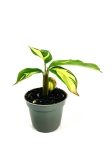 Ctenanthe lubbertsiana Golden Mosaic 2 gatunek - S