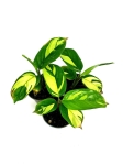 Ctenanthe lubbertsiana Golden Mosaic 2 gatunek - S