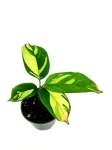 Ctenanthe lubbertsiana Golden Mosaic 2 gatunek - S