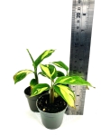 Ctenanthe lubbertsiana Golden Mosaic 2 gatunek - S