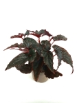 Begonia Black Magic - XL