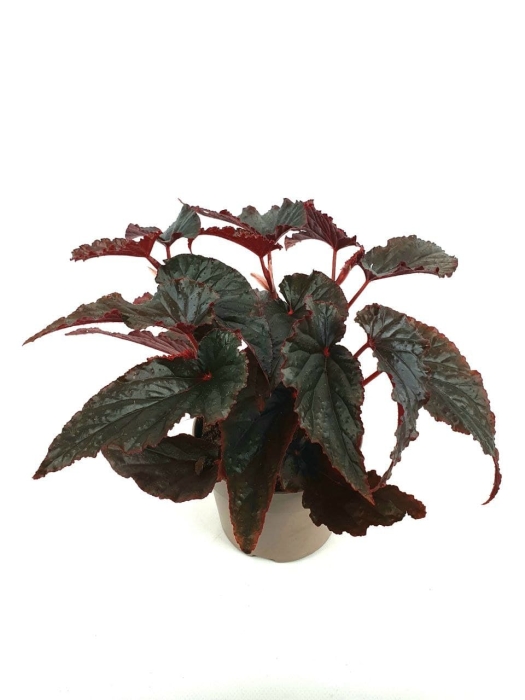 Begonia Black Magic - XL