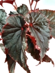 Begonia Black Magic - XL