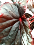 Begonia Black Magic - XL