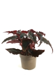 Begonia Black Magic - XL
