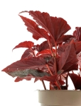 Begonia Black Magic - XL