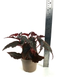 Begonia Black Magic - XL