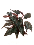 Begonia Black Magic - XL