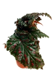 Begonia serratipetala - M