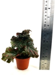 Begonia serratipetala - M