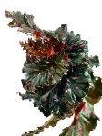 Begonia serratipetala - M