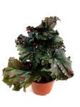 Begonia serratipetala - M