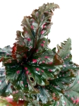 Begonia serratipetala - M