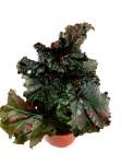 Begonia serratipetala - M
