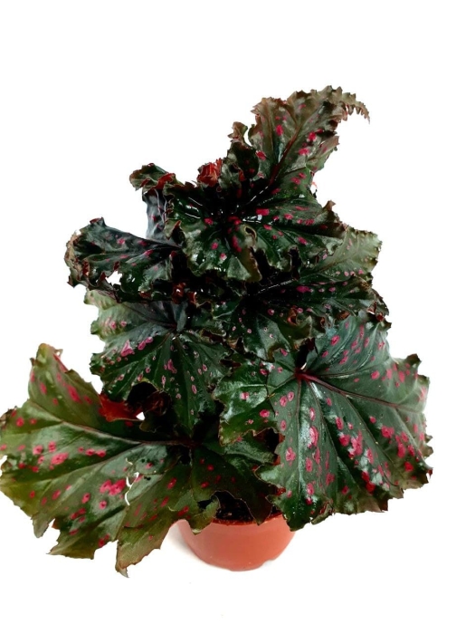 Begonia serratipetala - M