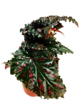 Begonia serratipetala - M