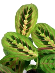  Marantha leuconeura fascinator - S