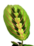  Marantha leuconeura fascinator - liść