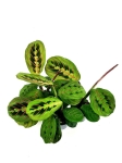  Marantha leuconeura fascinator - S