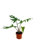 Alocasia branchifolia - L