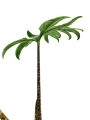 Alocasia branchifolia - L