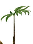 Alocasia branchifolia - L