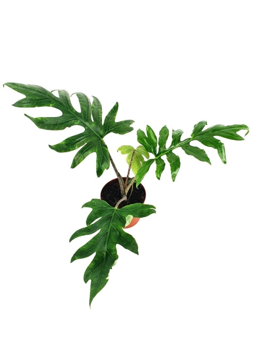 Alocasia branchifolia - L