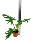 Alocasia branchifolia - L